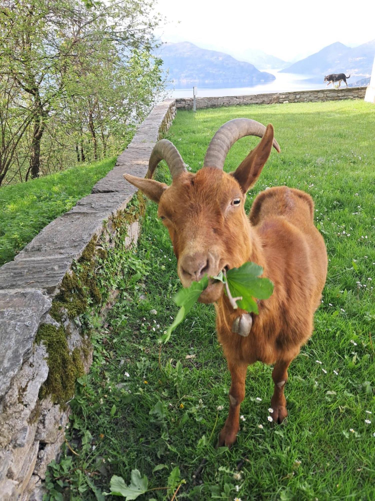 La Stanza Del Bosco Apartment Arcumeggia Bagian luar foto